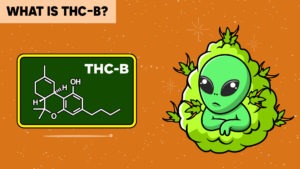 What is THC-B