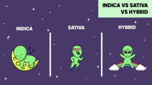 What are Cannabis Strains? Indica vs Sativa vs Hybrid