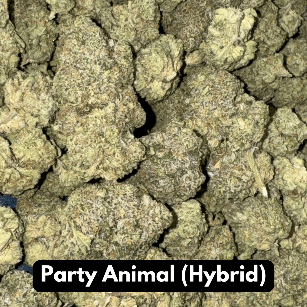 Buy Natural THC-A Flower Hybrid Party Animal