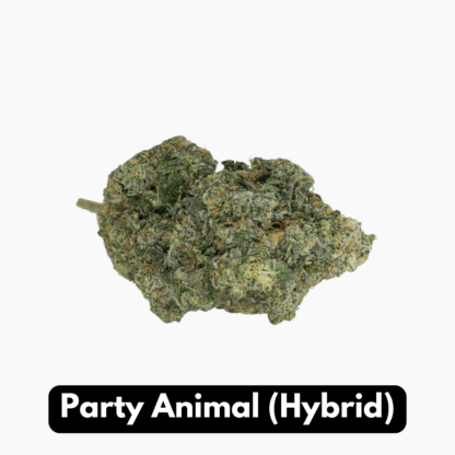 Natural THC-A Flower (Hybrid ~ Party Animal)